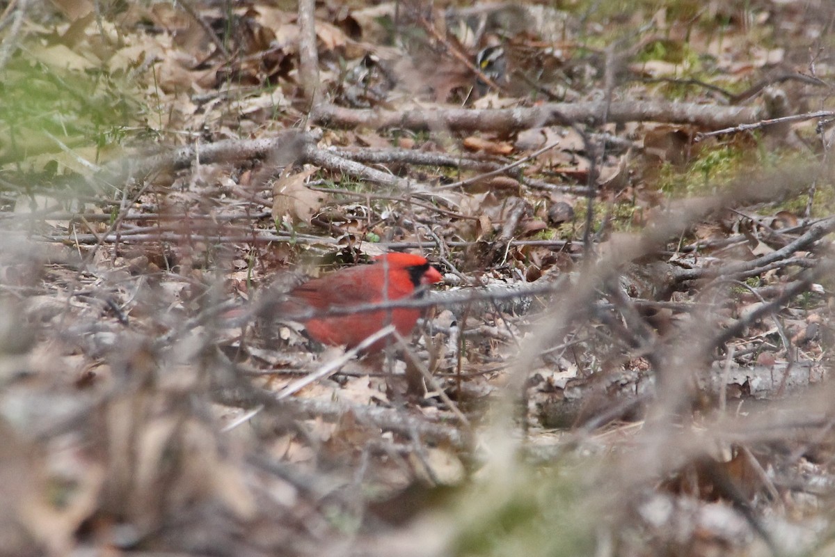 Northern Cardinal - Martha Huestis