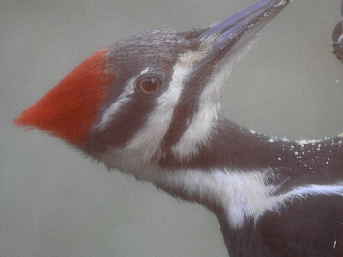 Pileated Woodpecker - Sean Mueseler