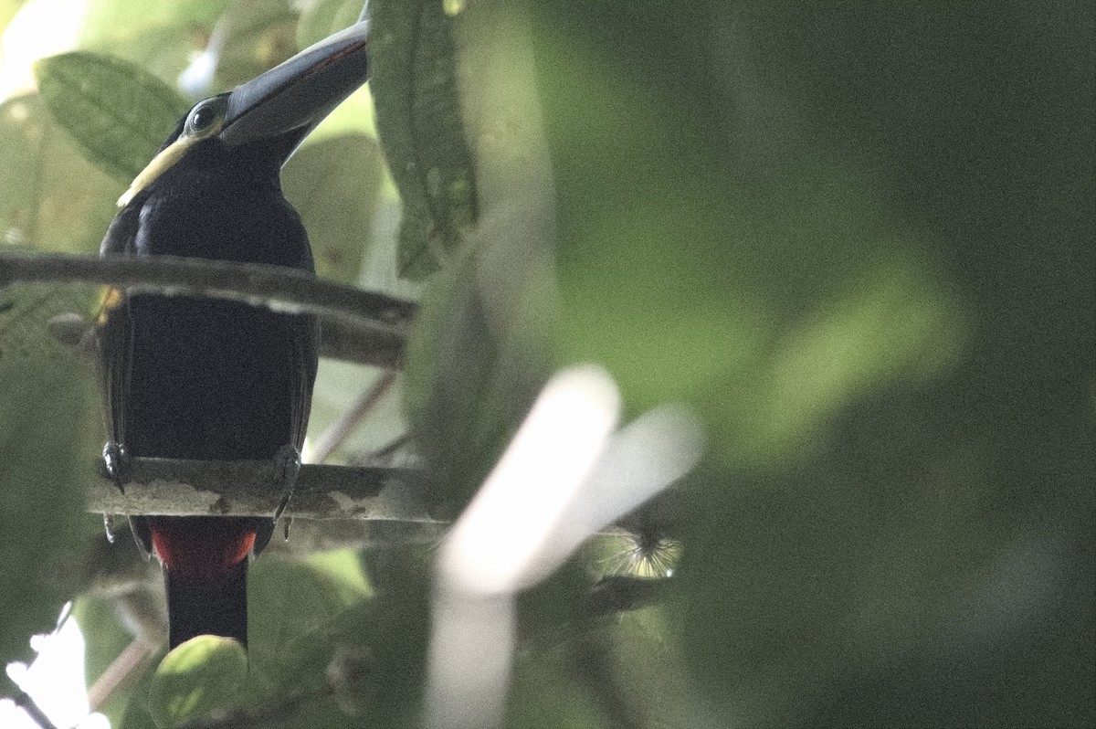 Yellow-eared Toucanet - Kevin Thompson