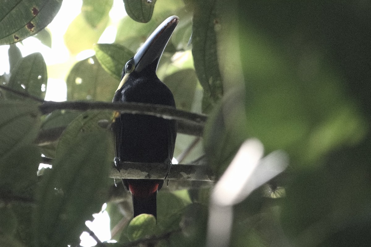 Yellow-eared Toucanet - Kevin Thompson