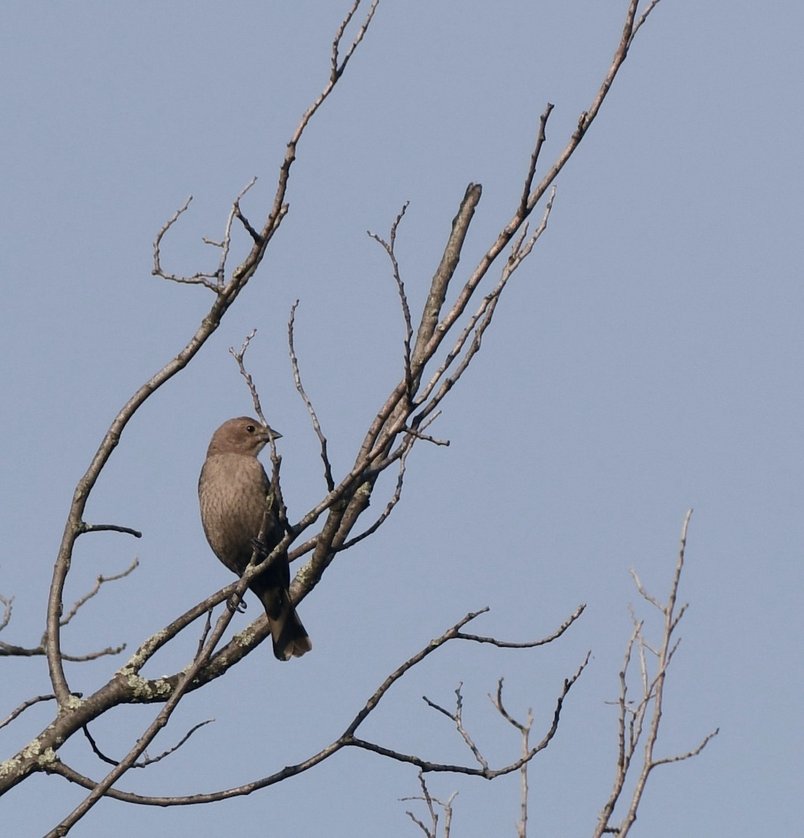 Brown-headed Cowbird - Sherri & Camera Guy