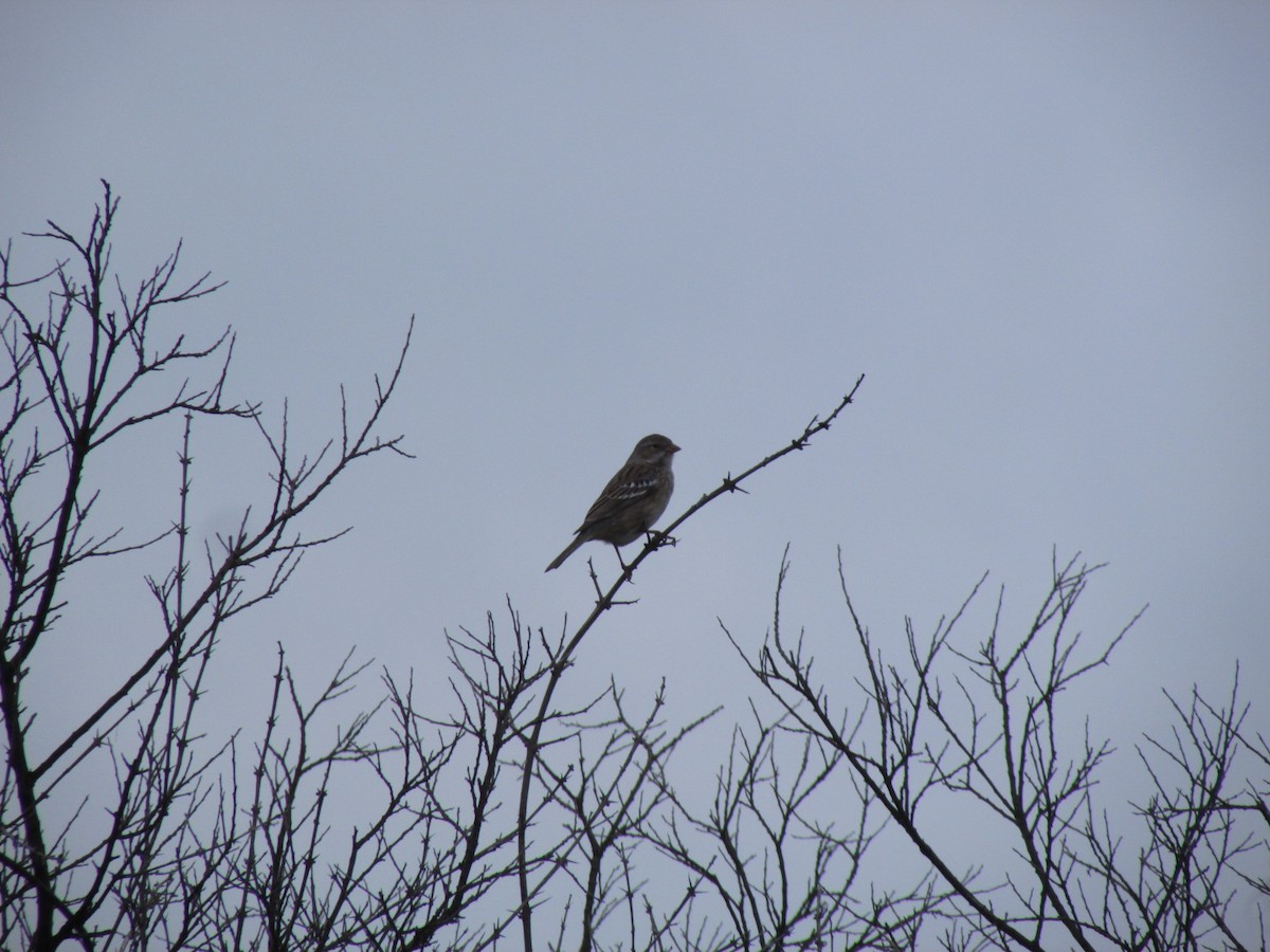 Mourning Sierra Finch - ML618240648