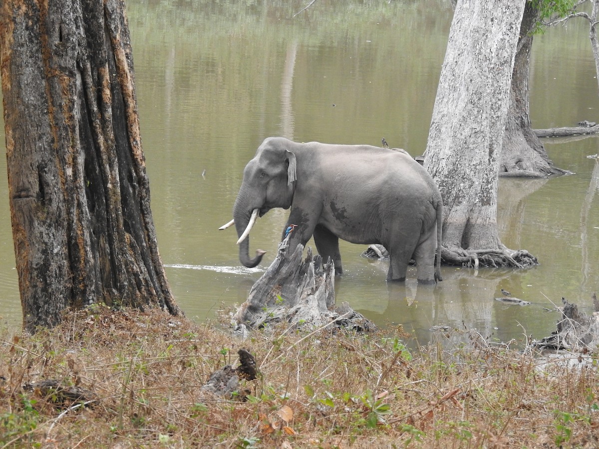 Miná de la Jungla - ML618240651