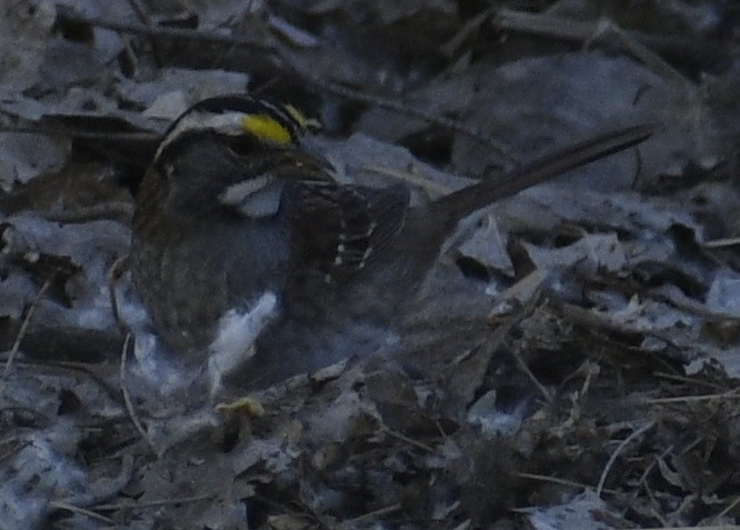 White-throated Sparrow - Peter Robertshaw