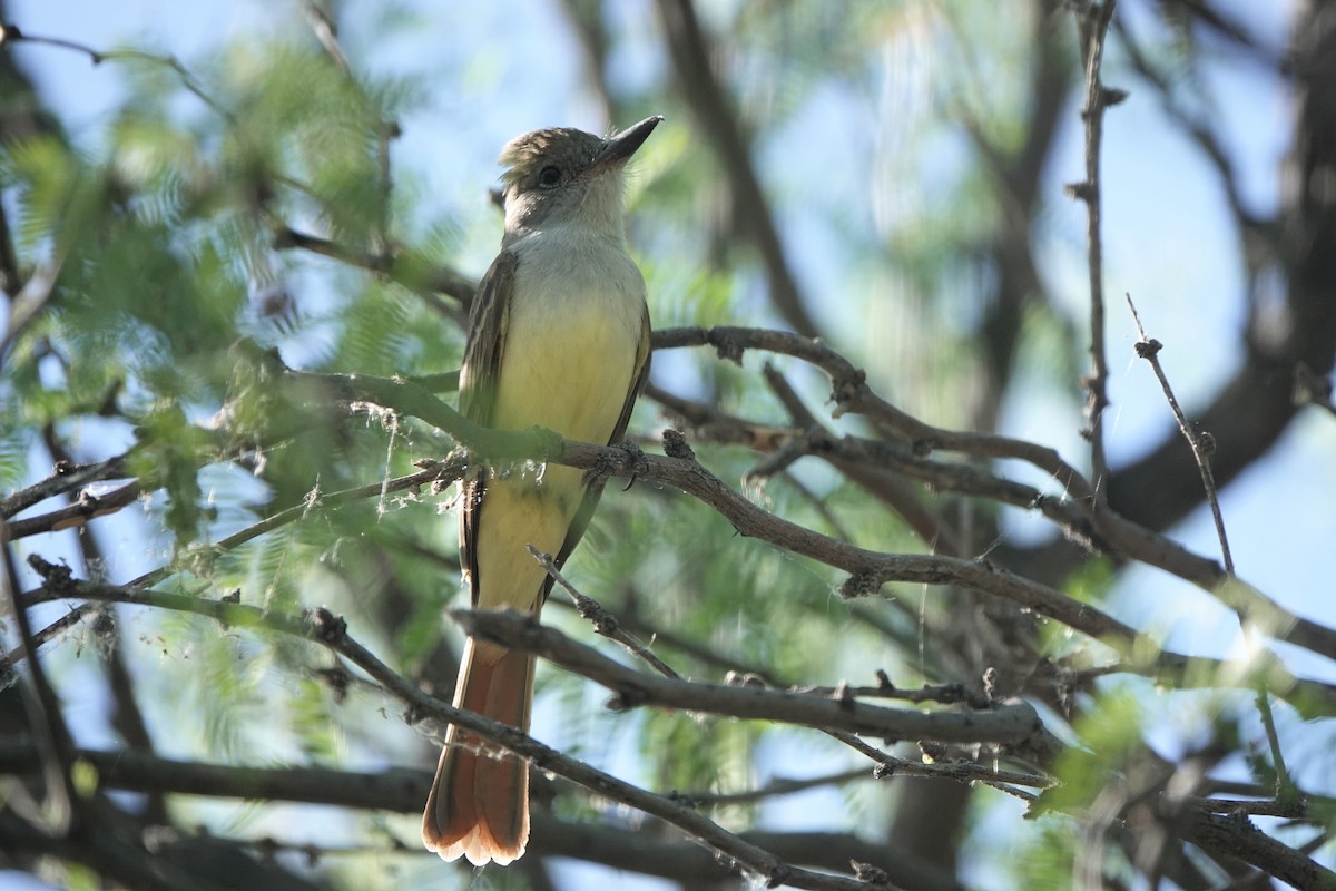 Brown-crested Flycatcher - Diana Spangler