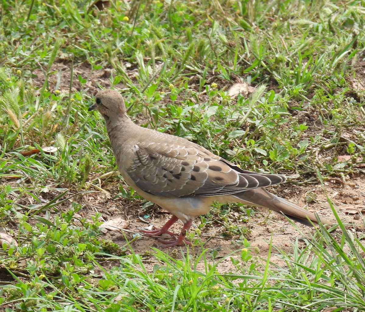 Mourning Dove - Shelia Hargis