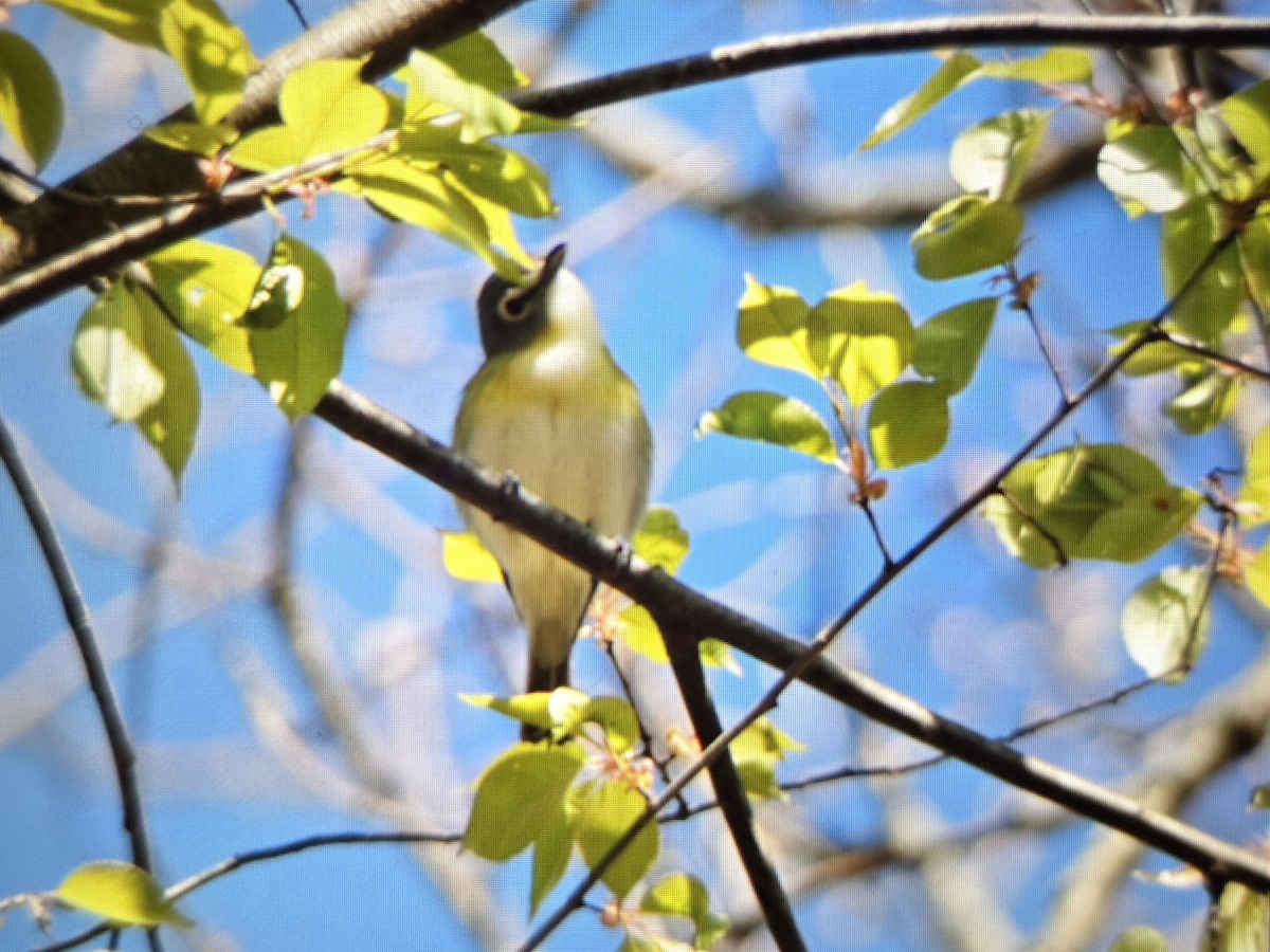 Blue-headed Vireo - Andrea Szymczak