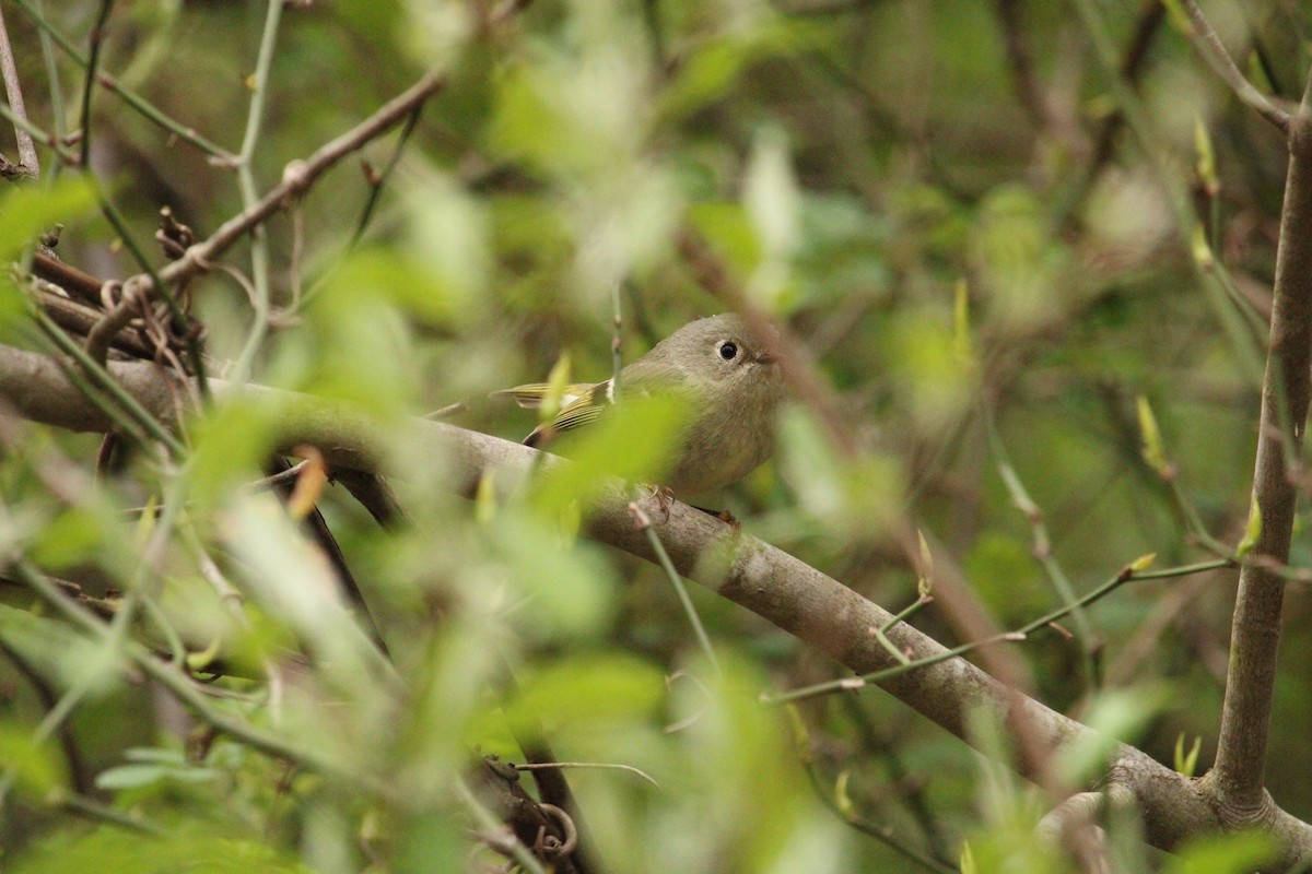 Ruby-crowned Kinglet - ML618240763