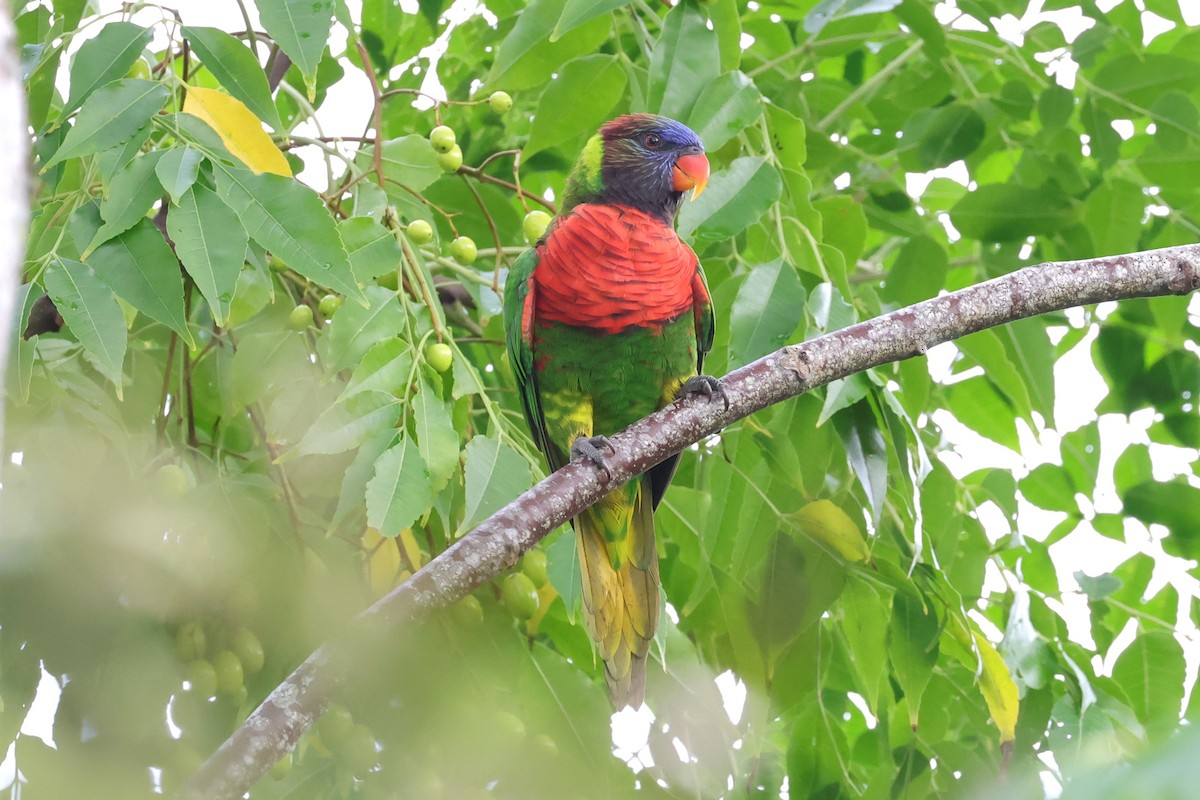 新幾內亞彩虹吸蜜鸚鵡 - ML618240766