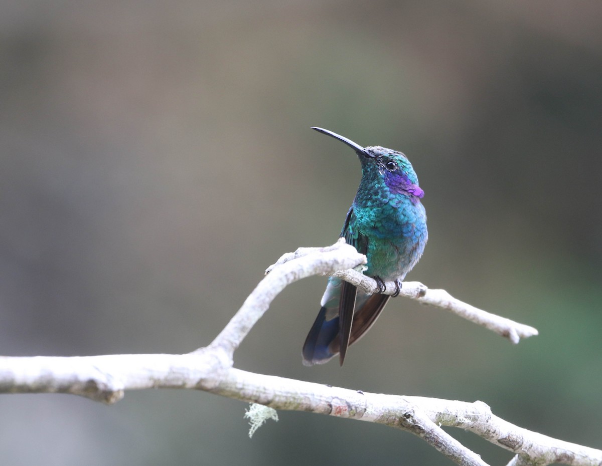 kolibřík modrouchý - ML618240774