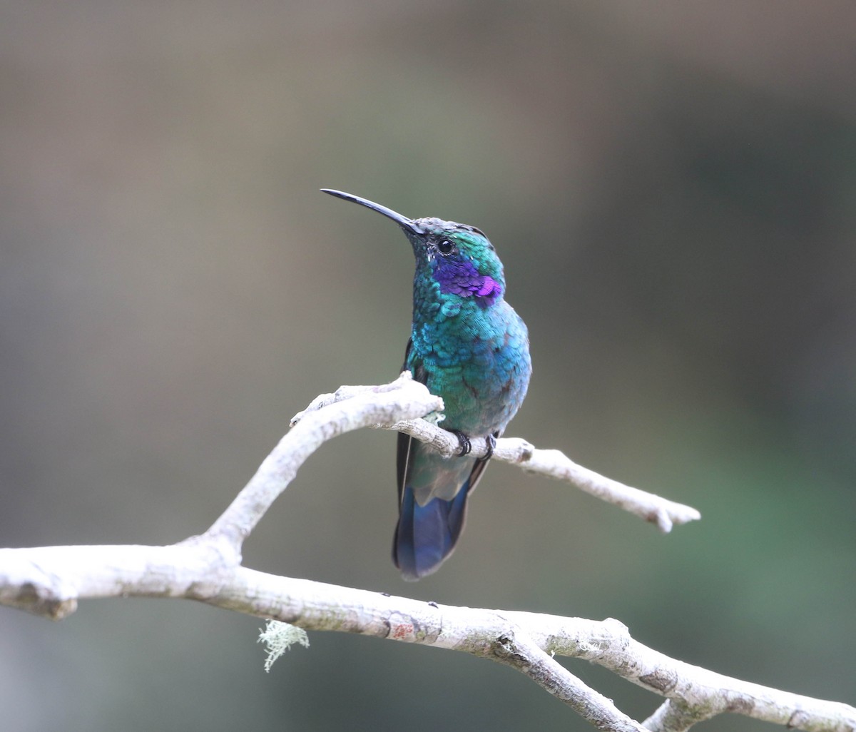 Colibrí Oreja Violeta Menor - ML618240775