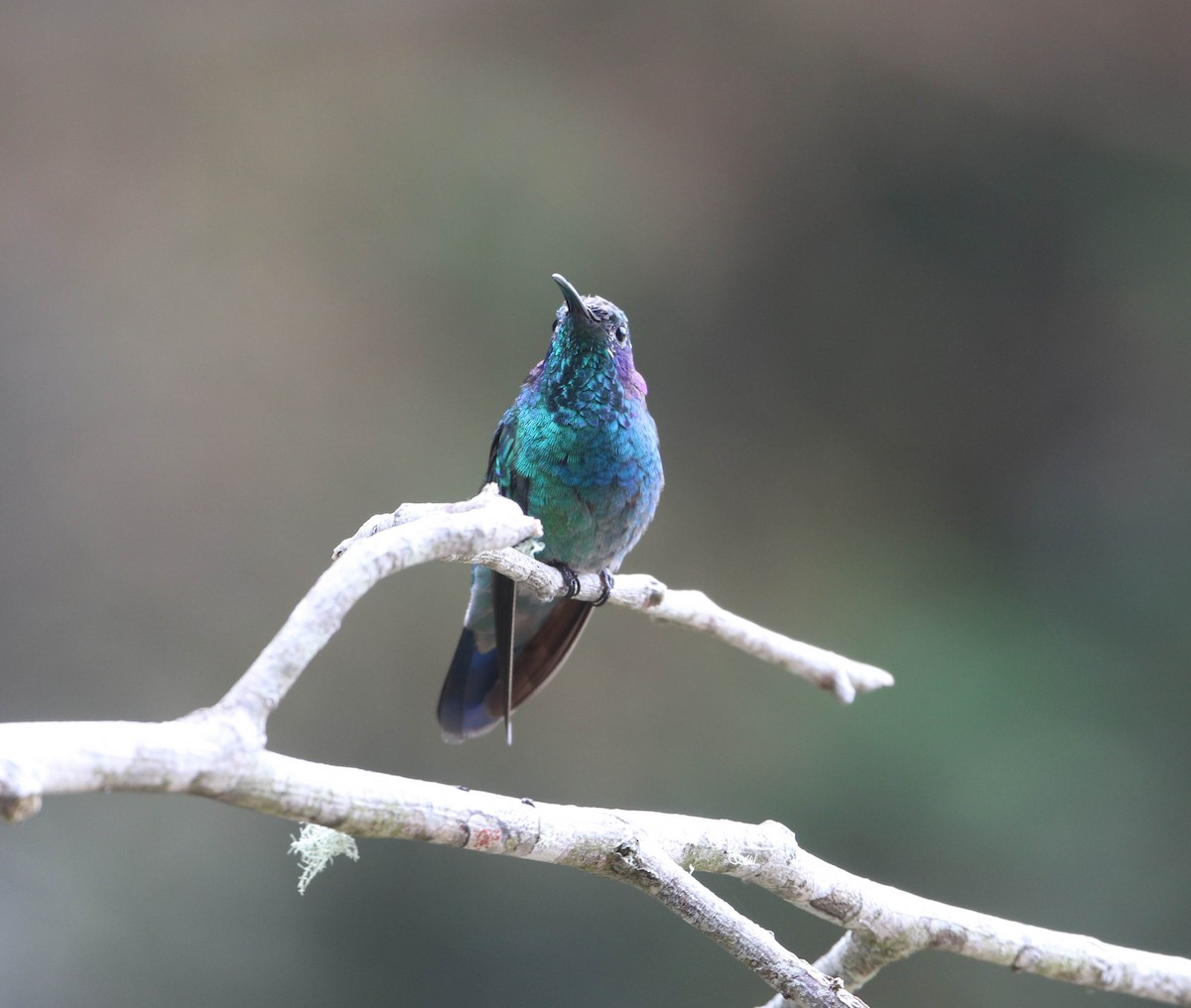 kolibřík modrouchý - ML618240776