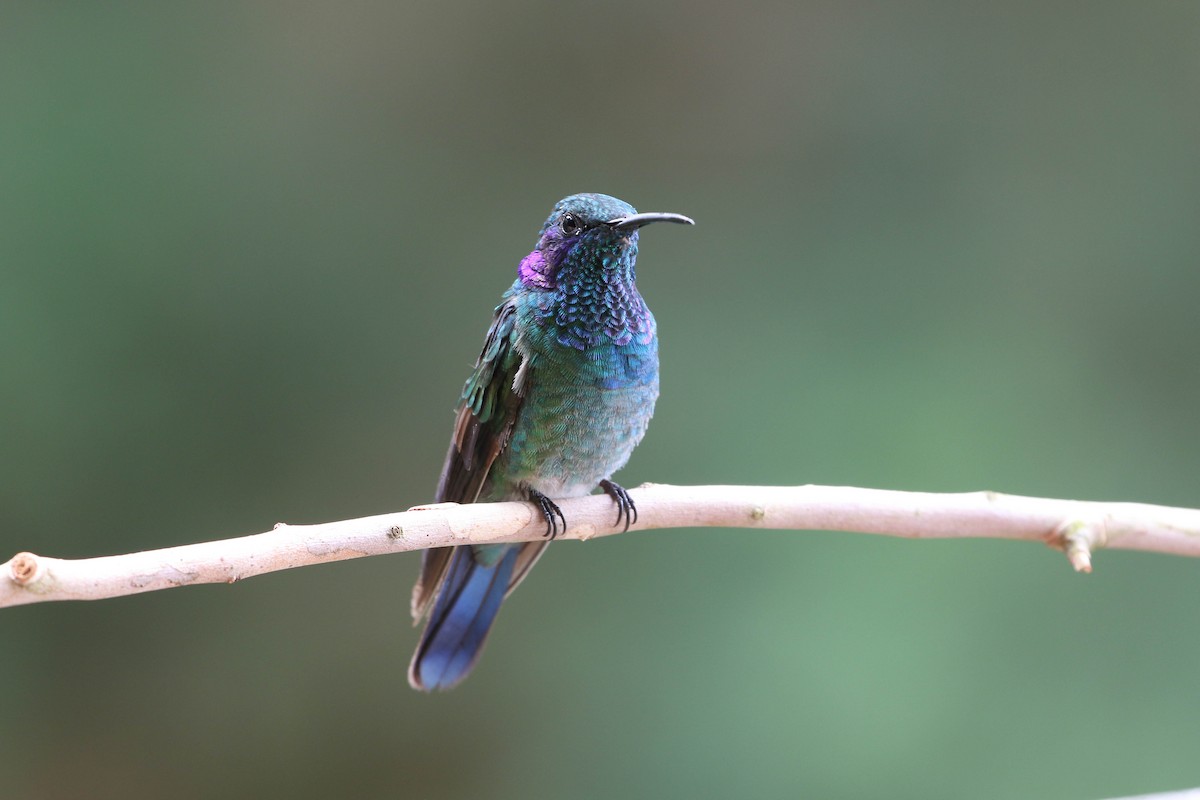 Colibrí Oreja Violeta Menor - ML618240777