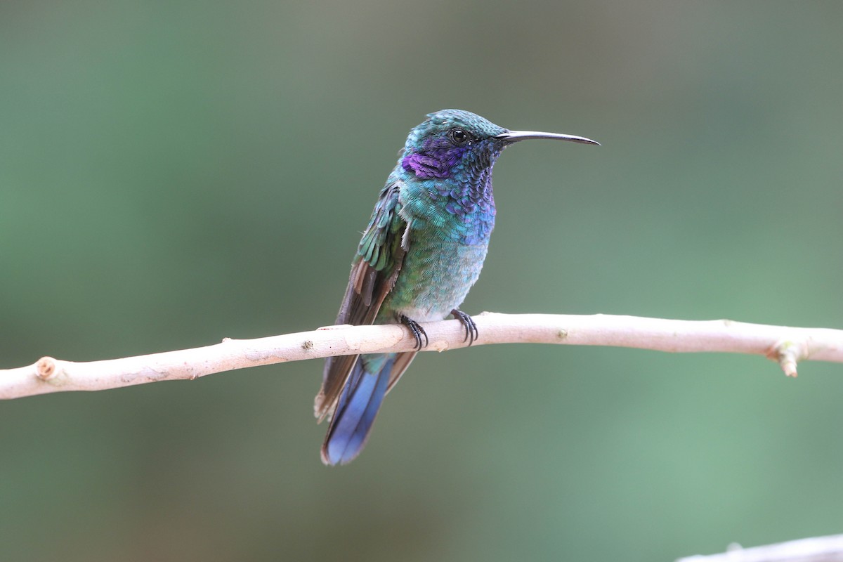 kolibřík modrouchý - ML618240778