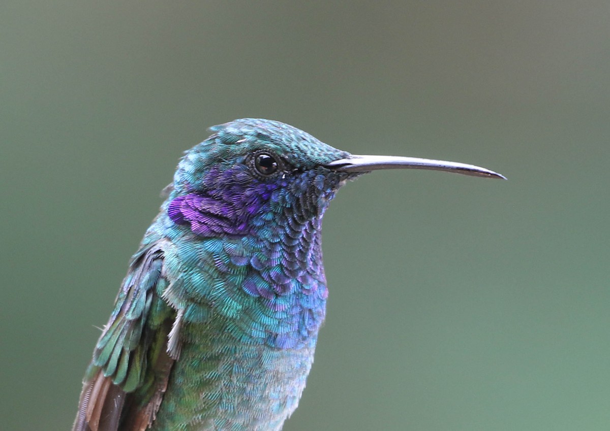 kolibřík modrouchý - ML618240779