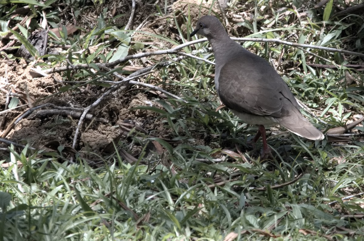 White-tipped Dove - Kevin Thompson