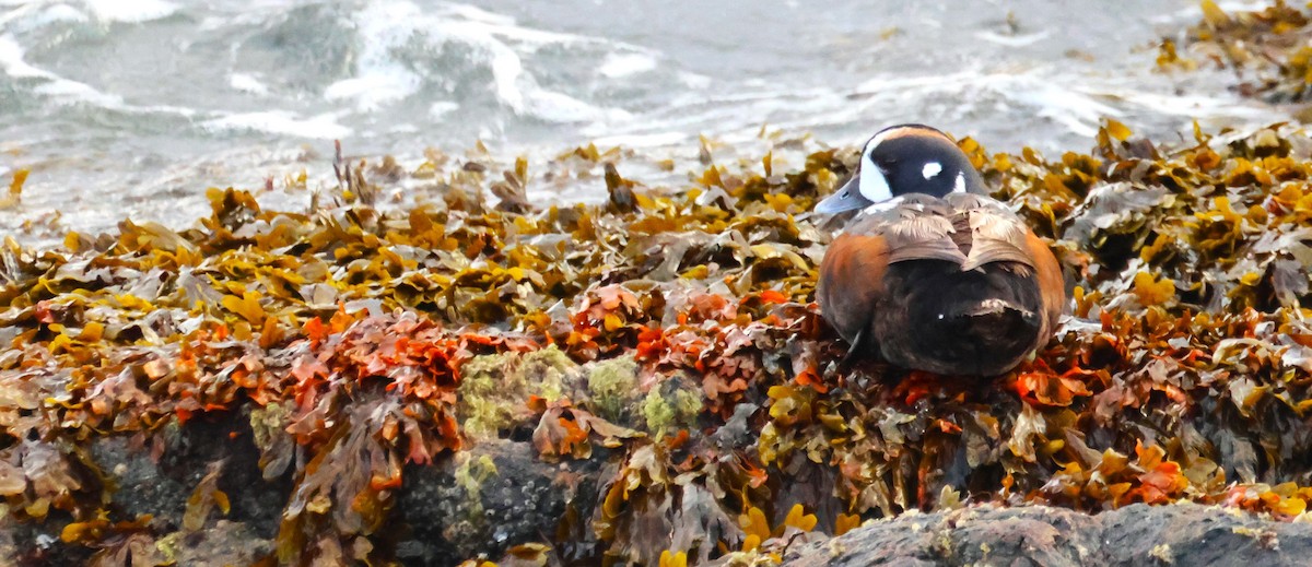 Harlequin Duck - Walter Thorne