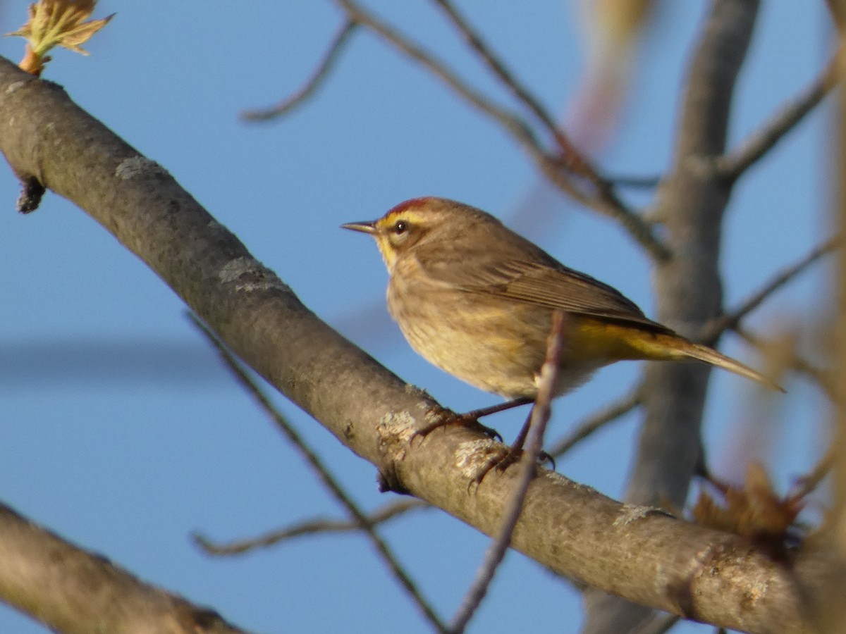 Palm Warbler - Jeff DeRuyter