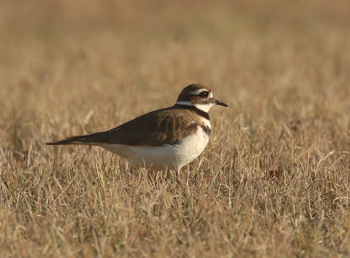 Killdeer - Denise  McIsaac