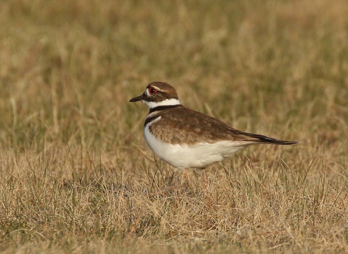 Killdeer - Denise  McIsaac