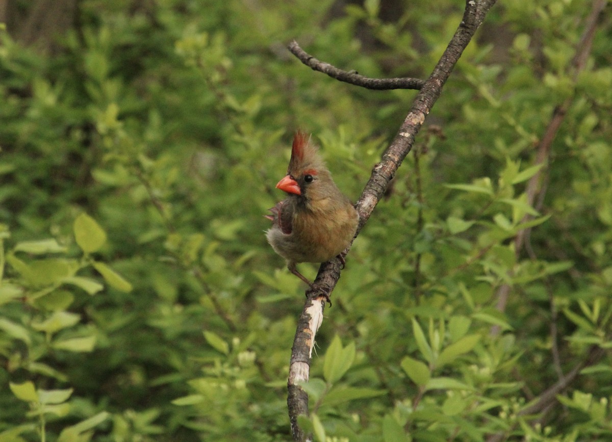 Northern Cardinal - James Trusky