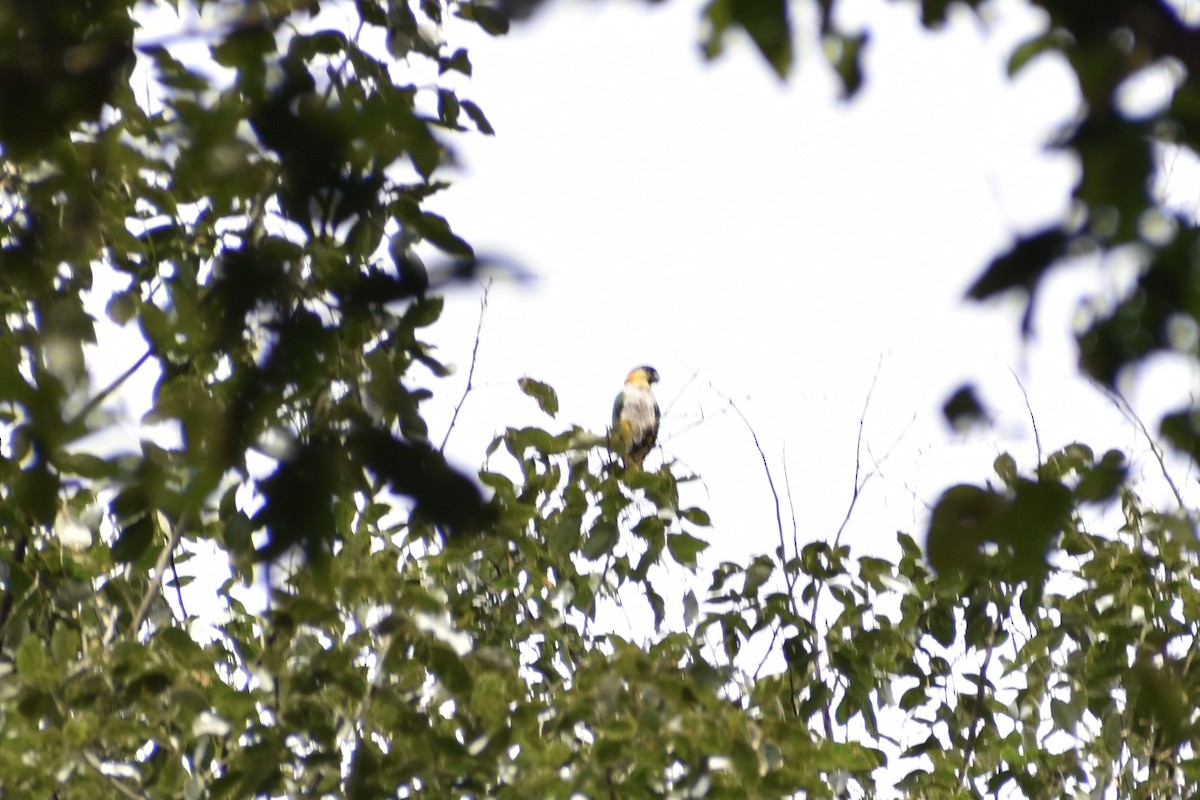 Black-headed Parrot - Dennis Anderson