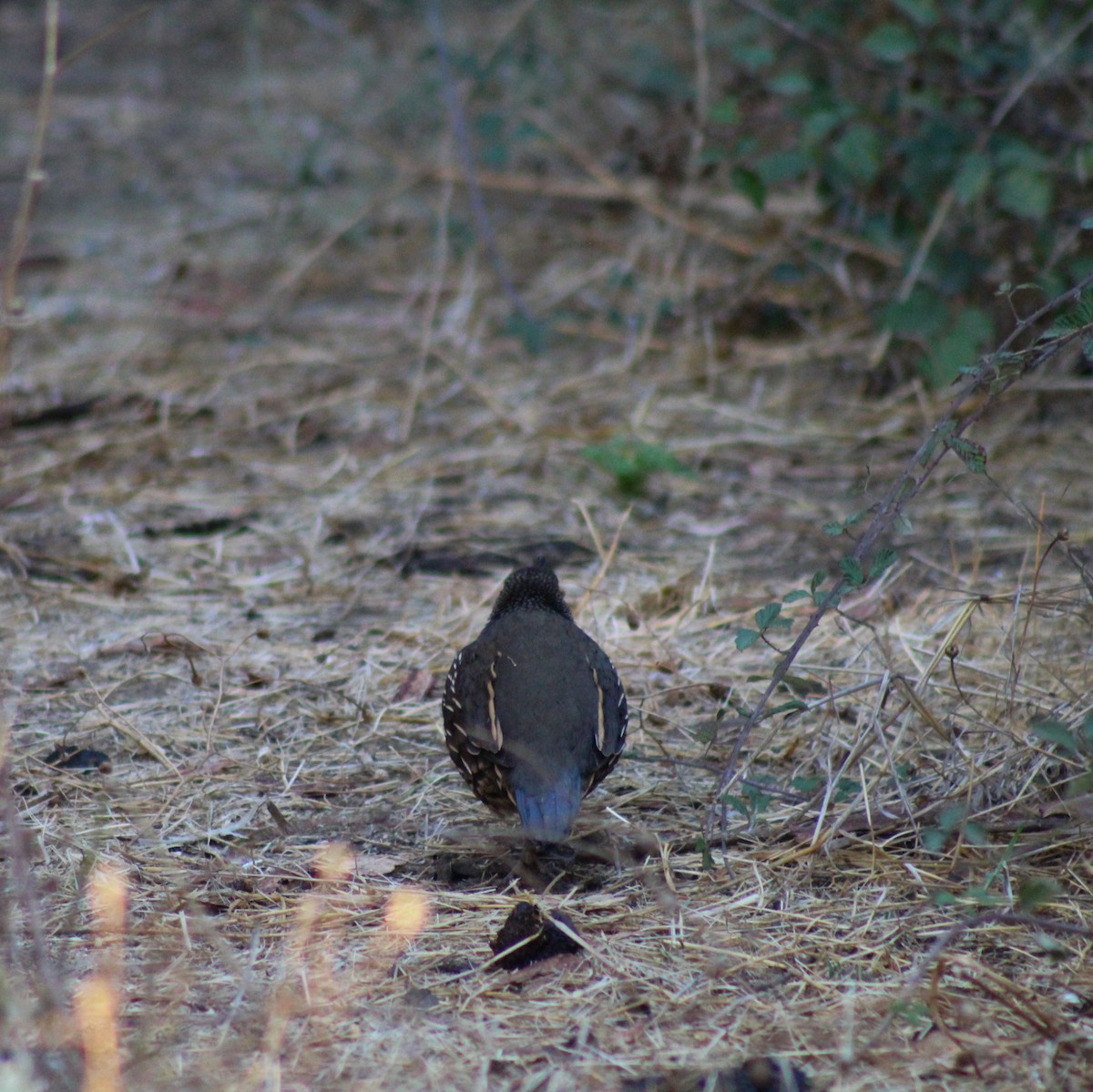 California Quail - Macarena Pérez