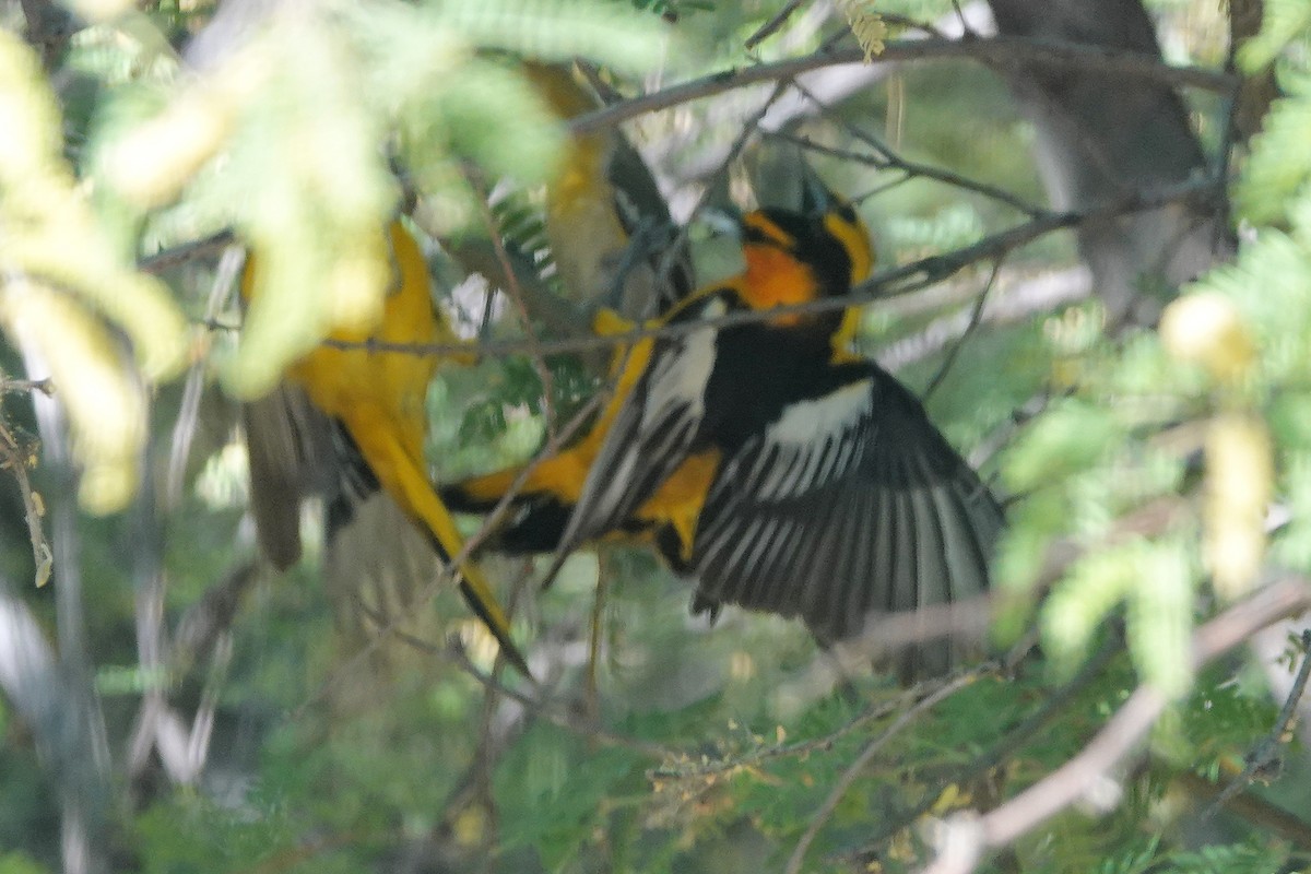 Bullock's Oriole - Diana Spangler