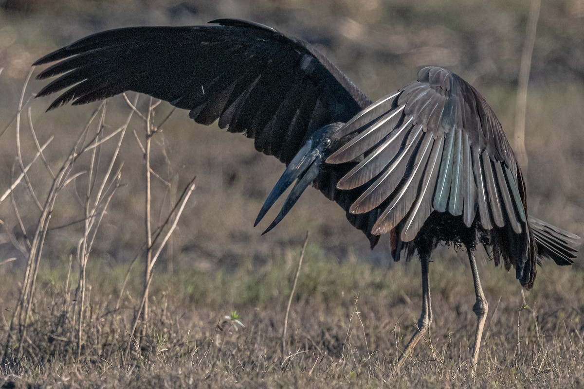 African Openbill - Ross Bartholomew