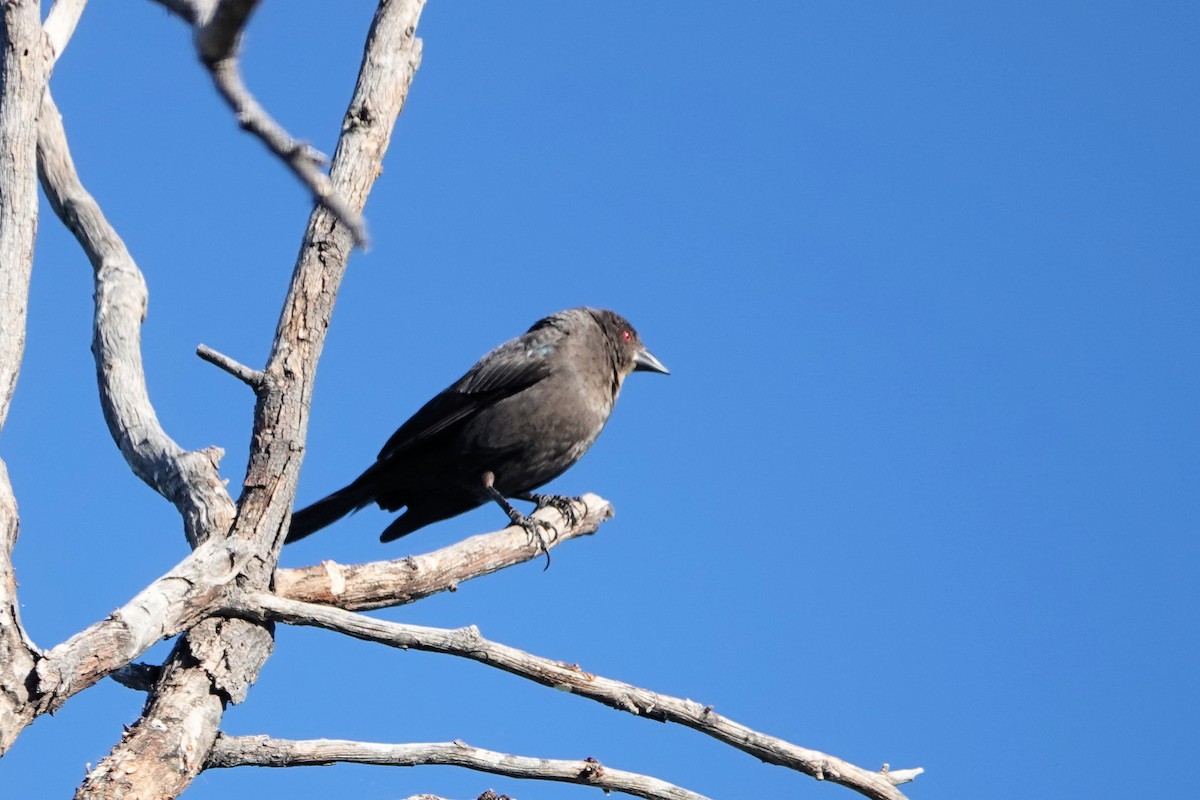 Bronzed Cowbird - Diana Spangler