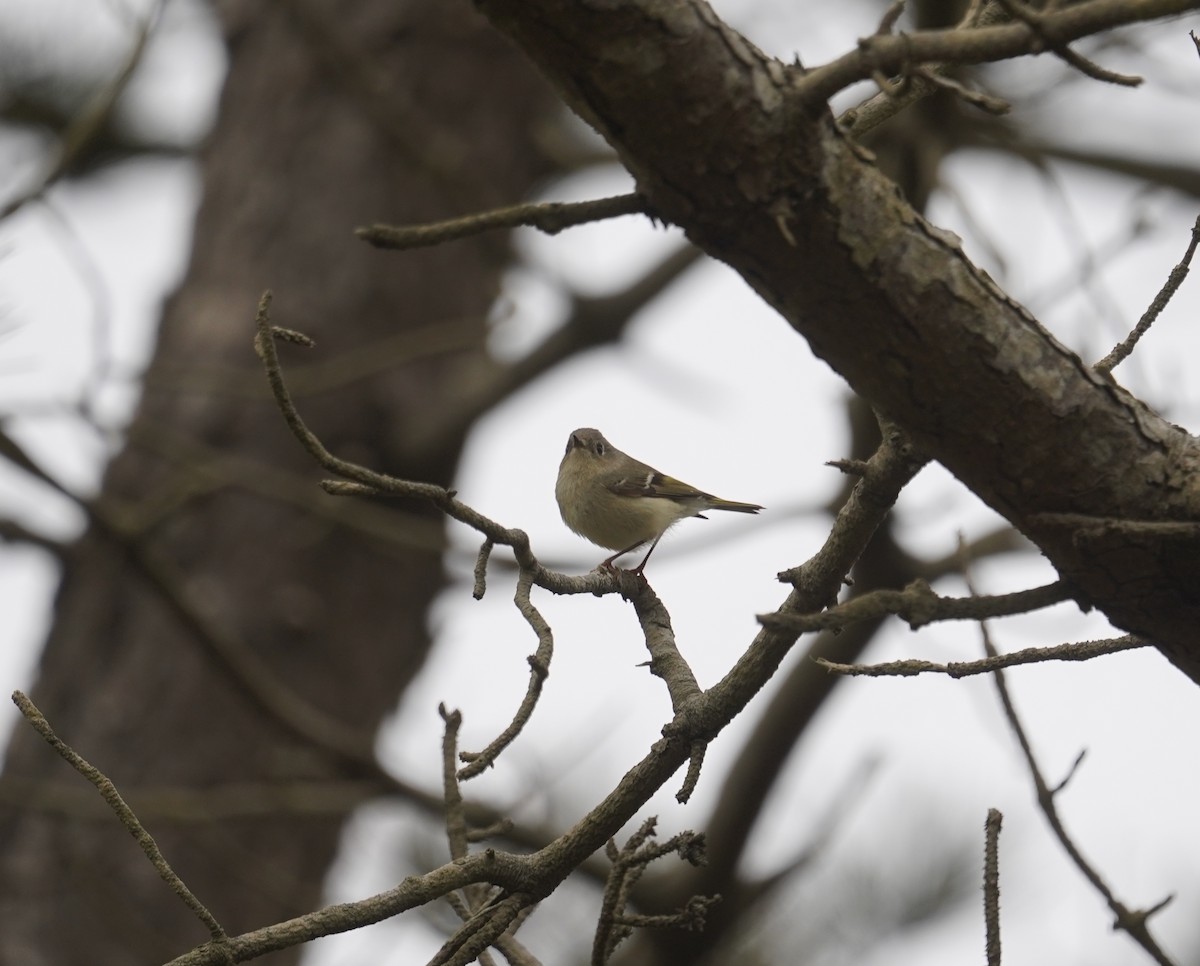 Ruby-crowned Kinglet - Louis Dentiste