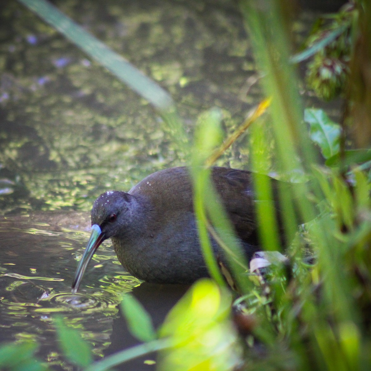 Plumbeous Rail - Macarena Pérez