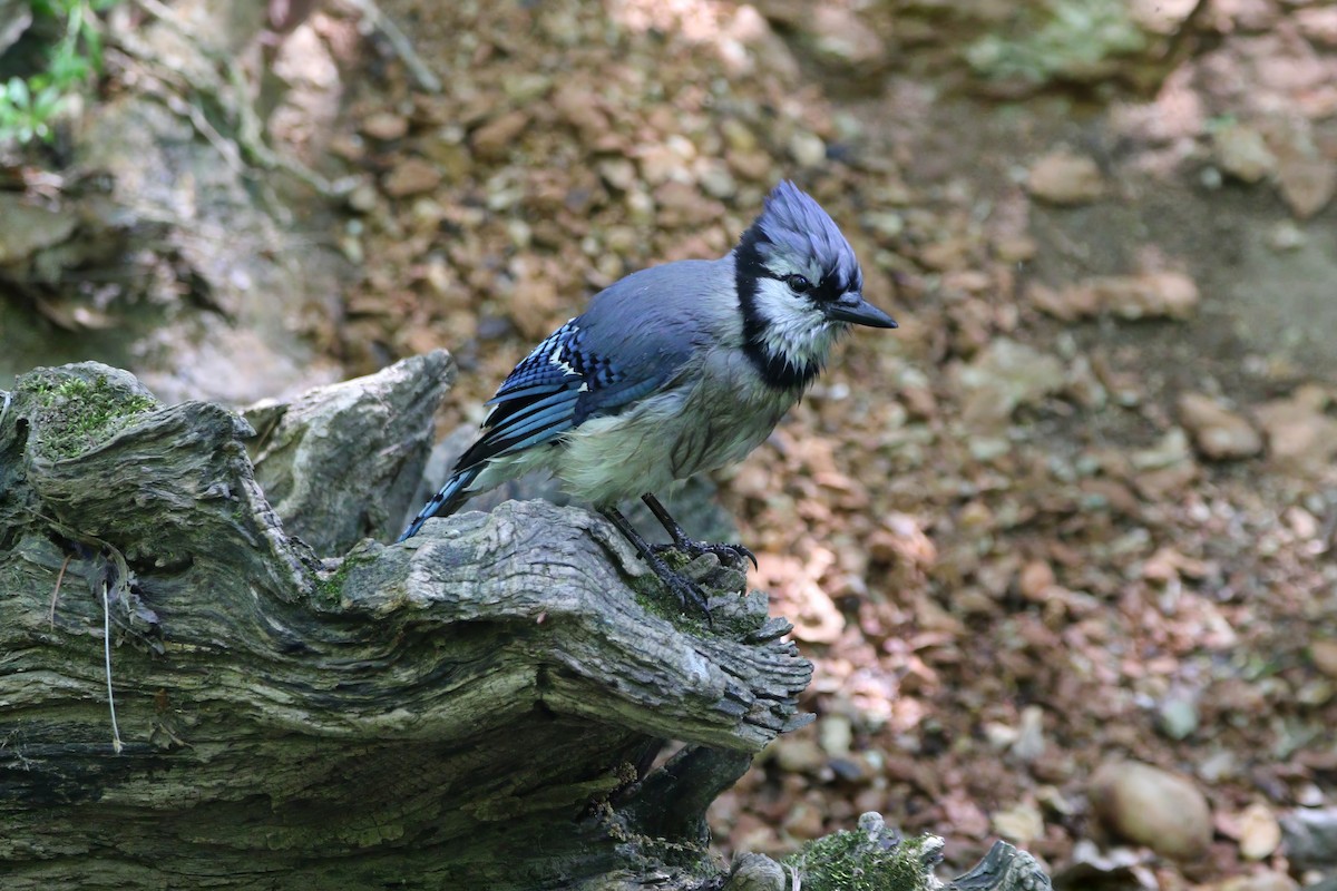 Blue Jay - Melissa Ludwig