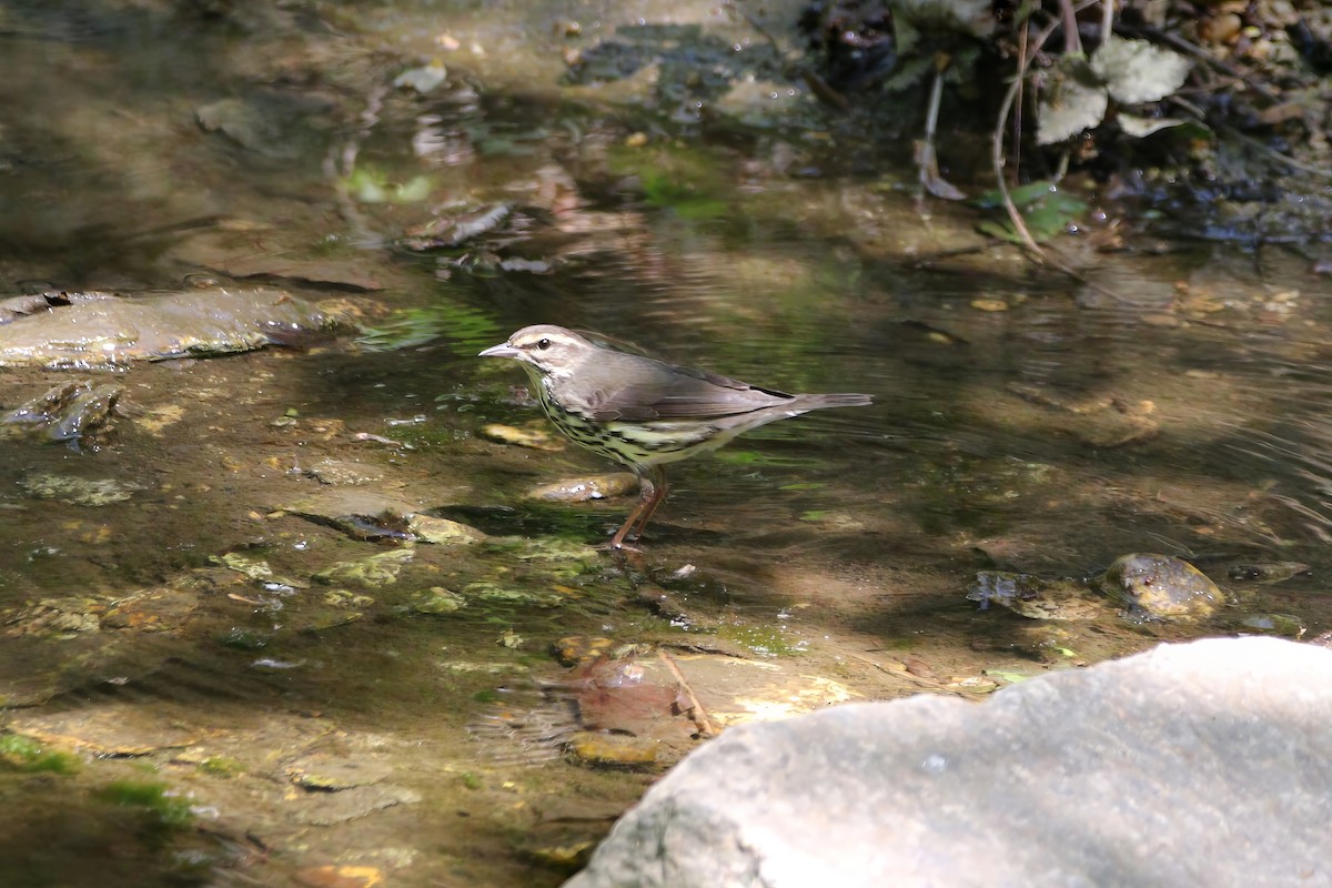 キタミズツグミ - ML618240974