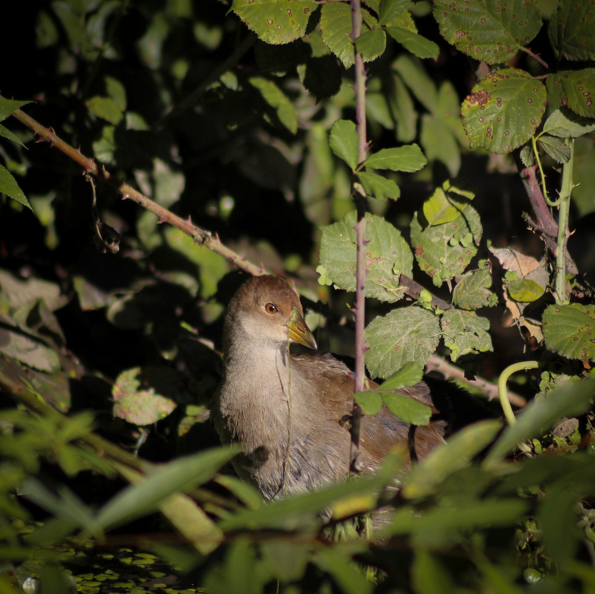 Gallinule à face noire - ML618240977