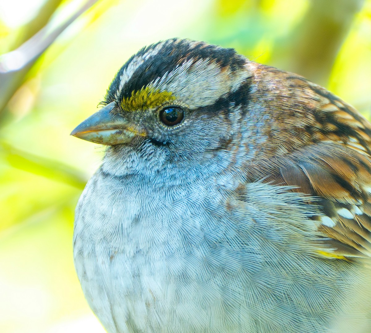 White-throated Sparrow - Ben Lambert