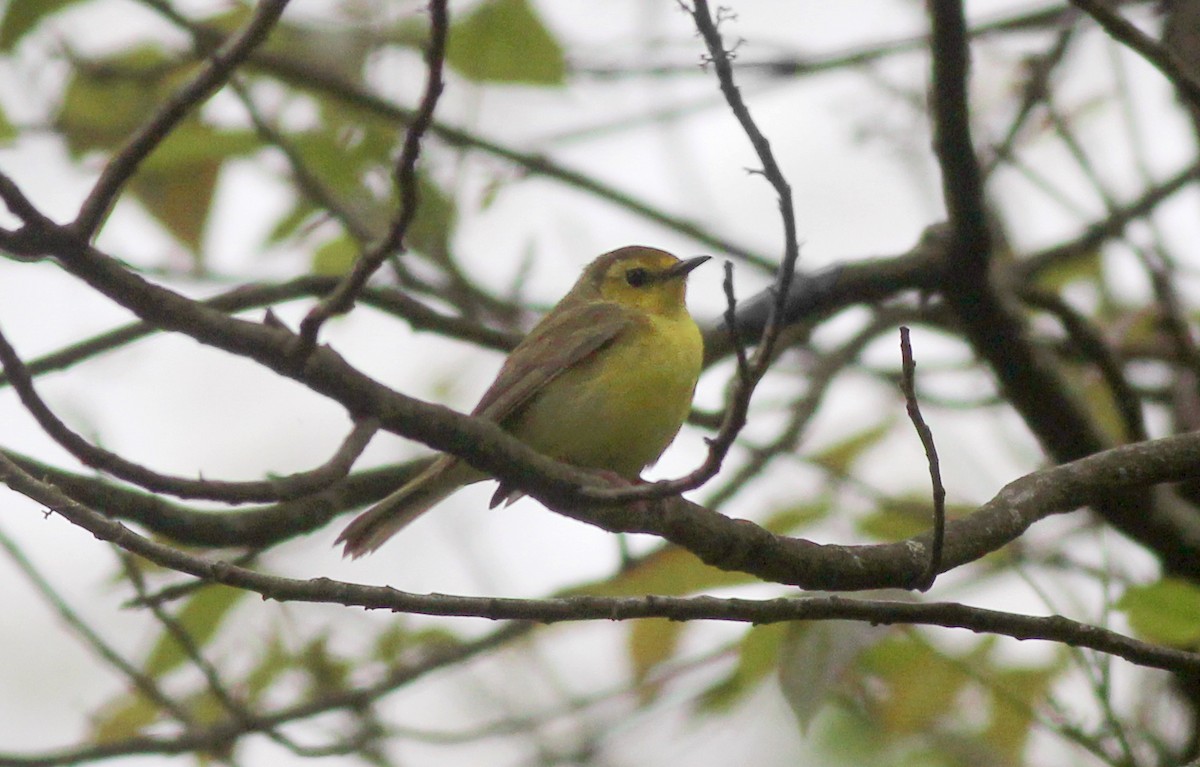 Hooded Warbler - ML618241041