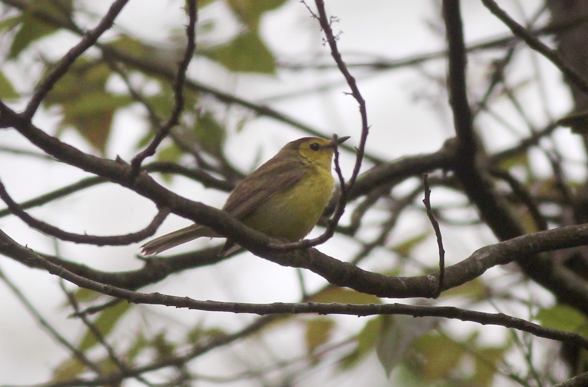 Hooded Warbler - ML618241042