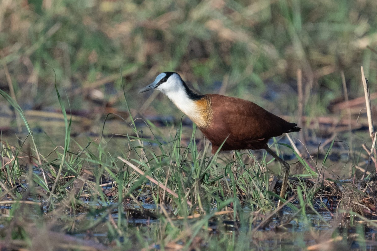 African Jacana - Ross Bartholomew