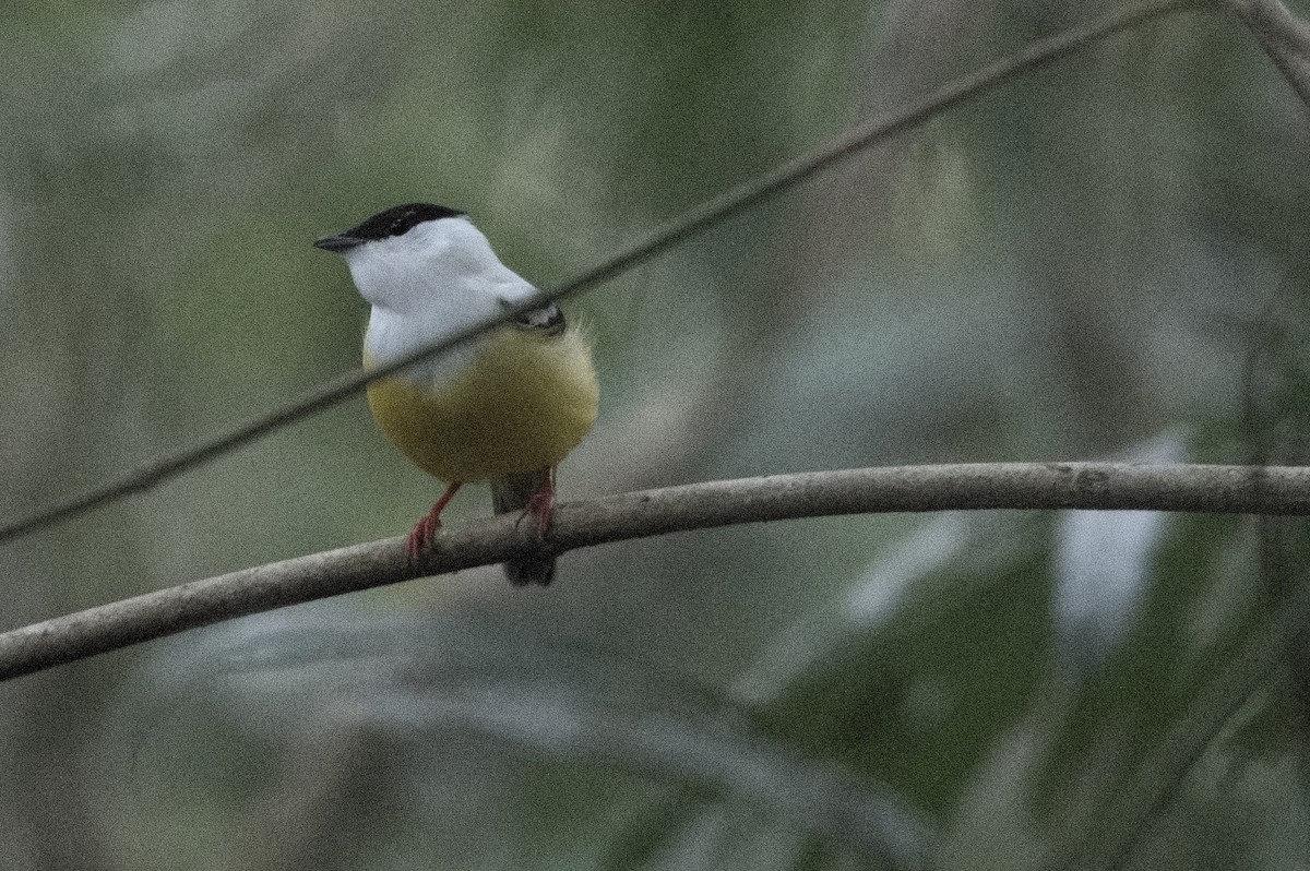 White-collared Manakin - Kevin Thompson