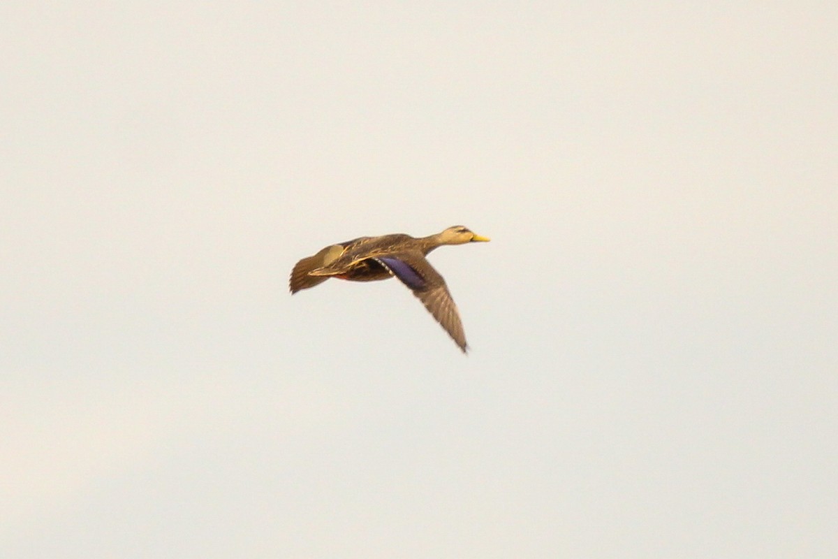 Mottled Duck - ML618241054