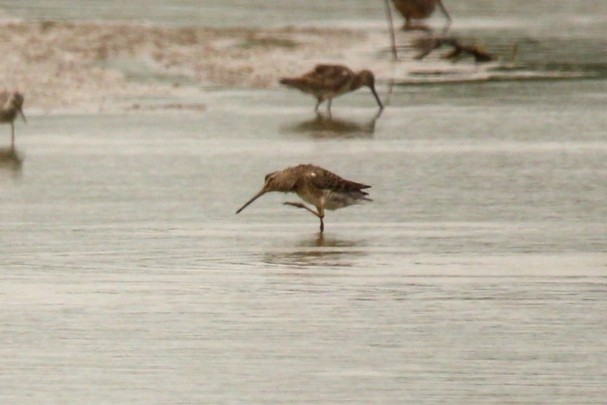 Long-billed Dowitcher - ML618241062