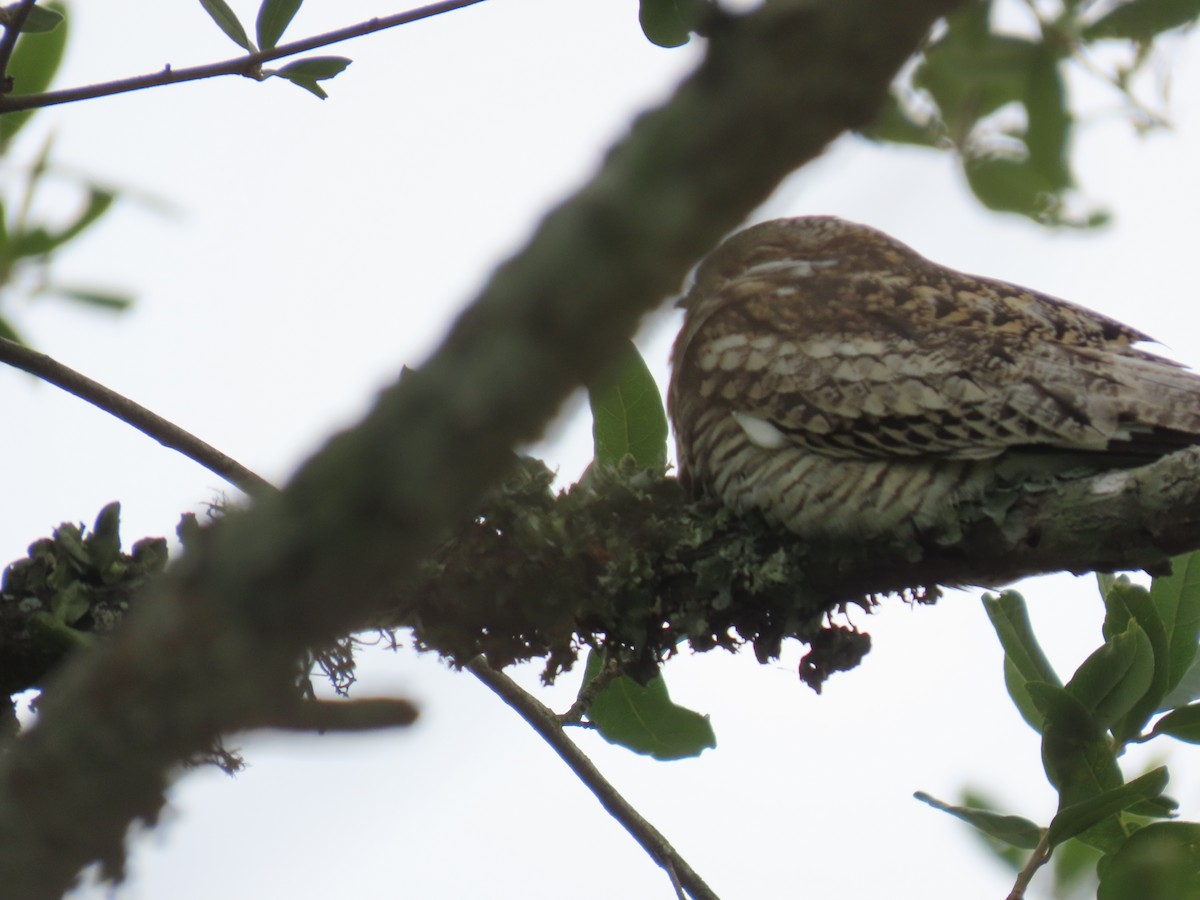 Common Nighthawk - Darcy Juday