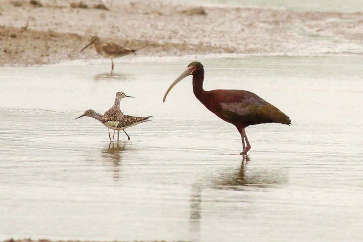 White-faced Ibis - ML618241080