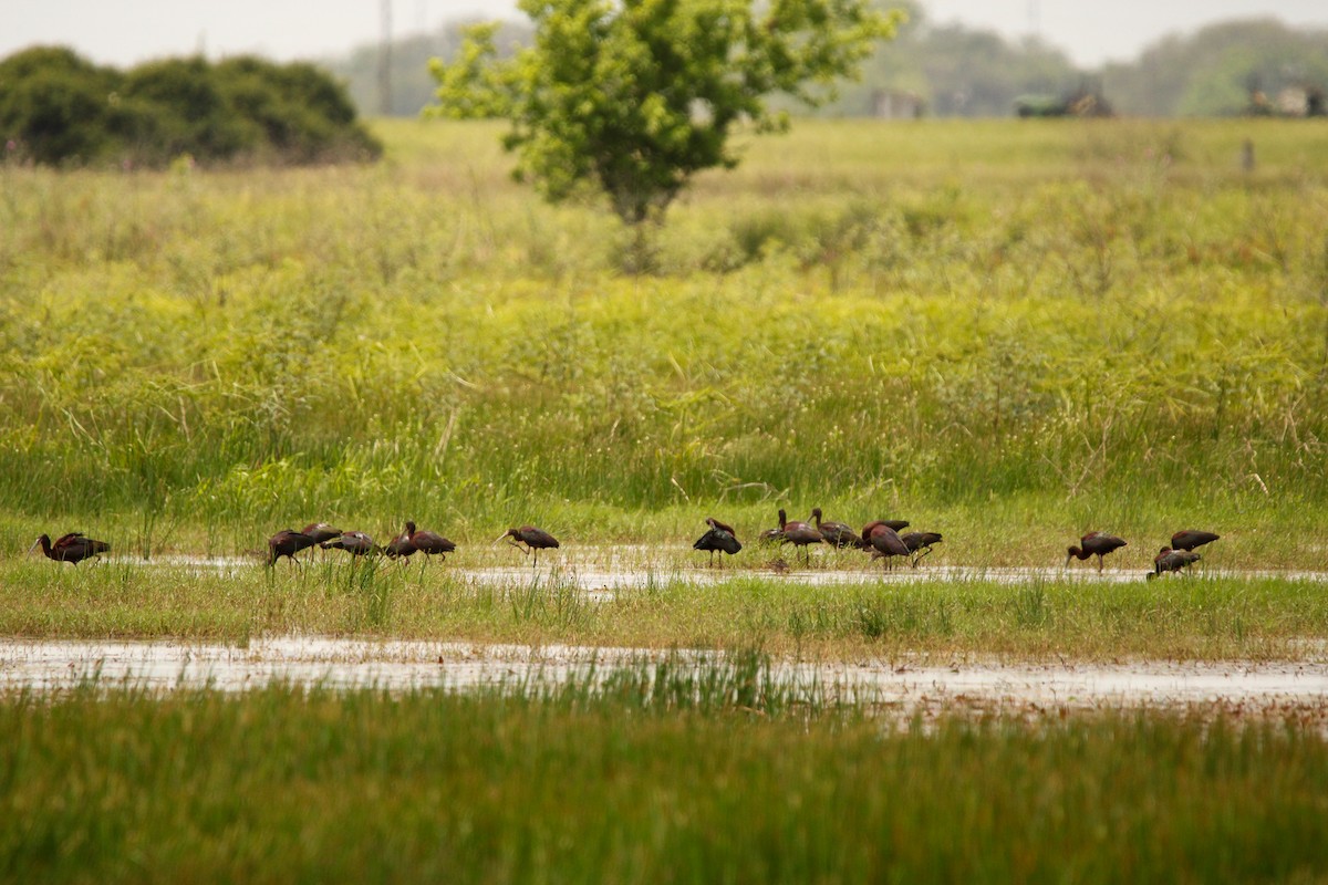 White-faced Ibis - ML618241081