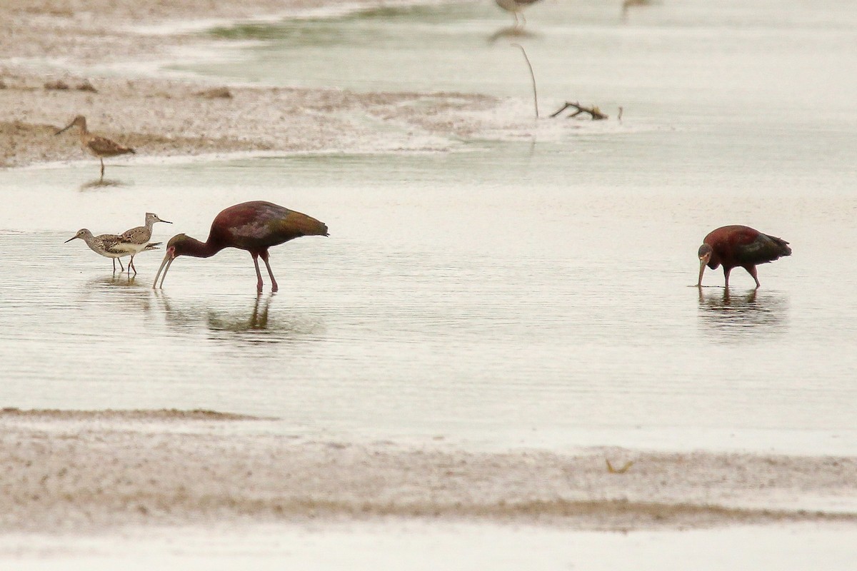 White-faced Ibis - ML618241083