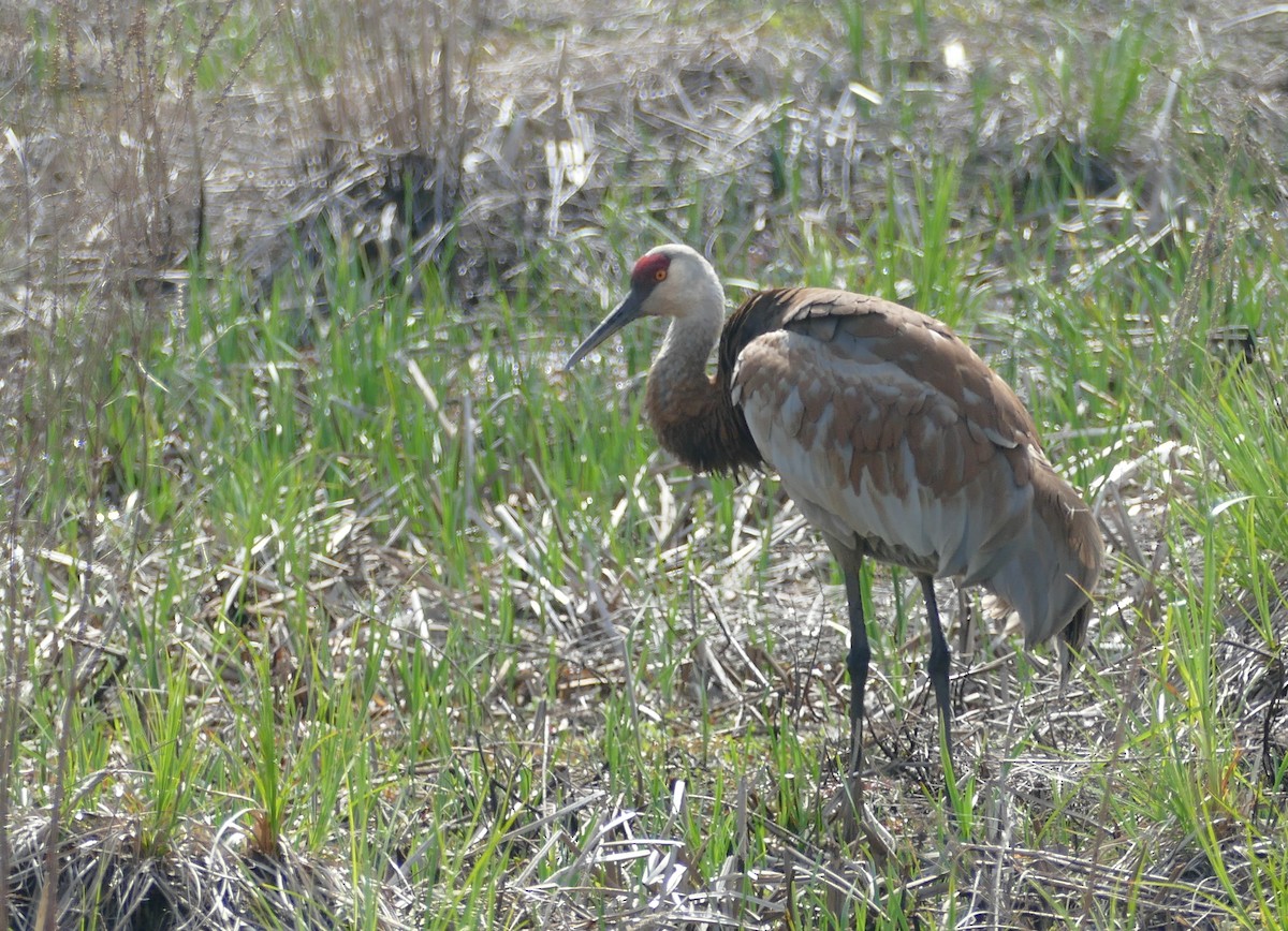 Sandhill Crane - ML618241086