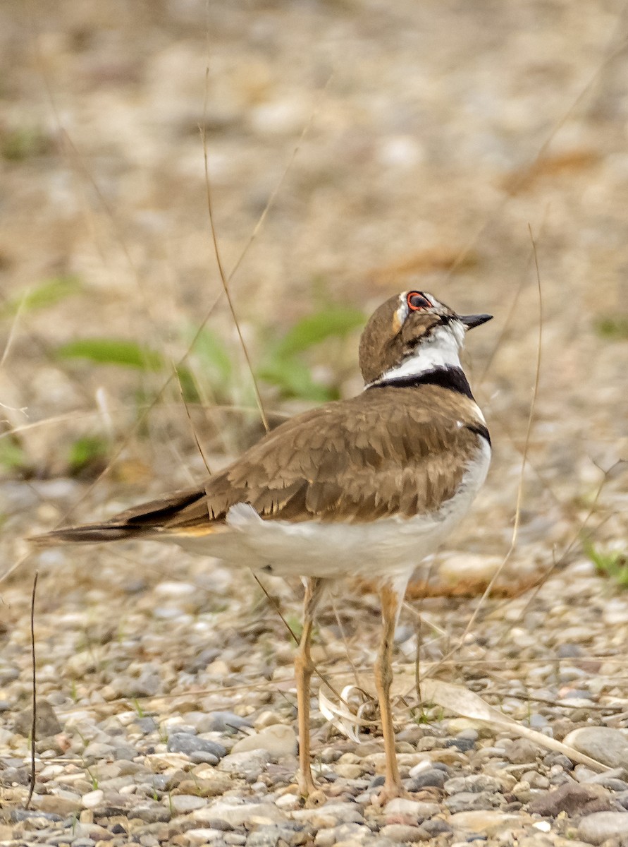 Killdeer - Ken  Czworka