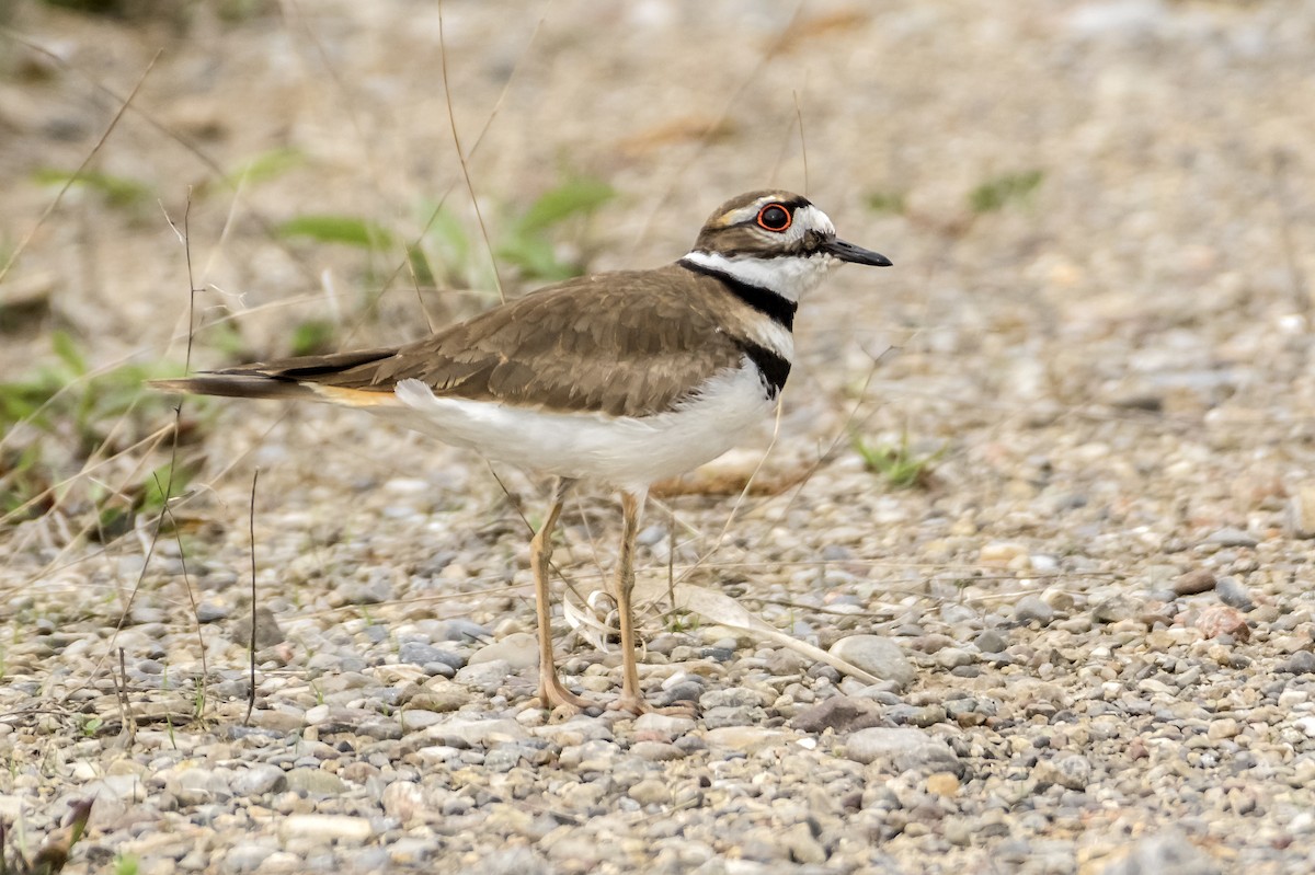 Killdeer - Ken  Czworka