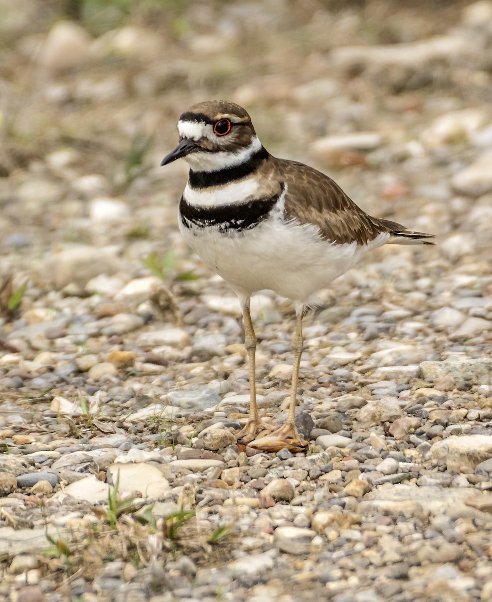 Killdeer - Ken  Czworka